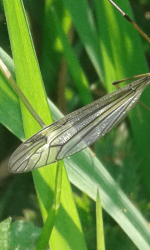 Tipulidae : Tipula cfr. lateralis, femmina